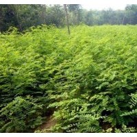 紫穗槐產(chǎn)品展示1