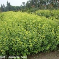 貴州小葉女貞，貴州小葉女貞價格