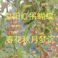 夕陽紅吊蝴蝶