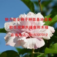 中國最美的木槿花粉色木槿批發(fā)粉木槿樹苗