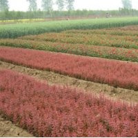 常年出售綠化苗木.草花.宿根植物等