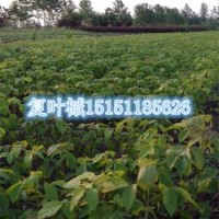 復(fù)葉槭苗供應(yīng)商100厘米高一年生復(fù)葉槭小苗價(jià)格復(fù)葉槭苗