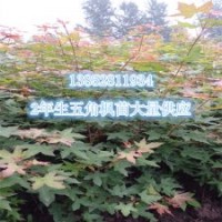 2年生五角楓苗1公分左右苗批發(fā)供應(yīng)江蘇五角楓苗價格