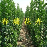 小葉黃楊，北海道黃楊，冬青