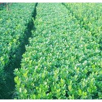 金葉女貞、紅葉小檗、大葉黃楊、小葉黃楊、朝鮮黃楊、北海道黃楊