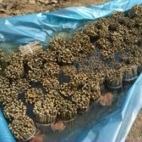 山東法桐小苗 法桐扦插條 速生法桐 造型法桐