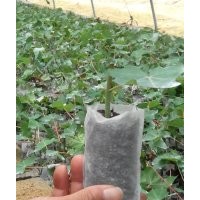 出售美國紅楓扦插苗