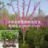 一年生紫荊幼苗1米高紫荊苗獨(dú)桿紫荊樹(shù)苗熱賣