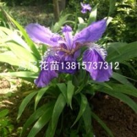 耐陰花卉鳶尾苗紫藍(lán)色鳶尾花苗基地直銷
