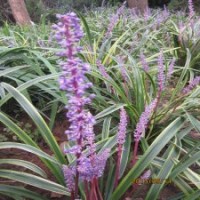 彩色地被花卉金邊麥冬苗金邊麥冬盆栽