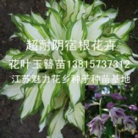 彩色地被花卉花葉玉簪種苗價格