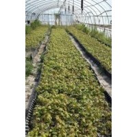 大量供應紅點、十月光輝