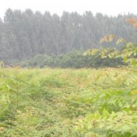 出售 0.8公分 1公分 2公分 1.5米 2米 3米北欒小苗 北欒價(jià)格 北欒