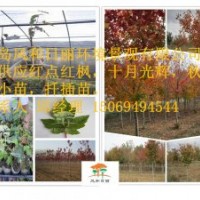 常年供應(yīng)紅點(diǎn)紅楓扦插小苗