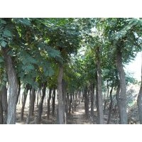 欒樹(shù)直銷(xiāo)地