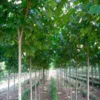 法桐小苗價(jià)格之法桐的優(yōu)缺點(diǎn)有哪些