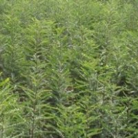 供應(yīng)優(yōu)質(zhì)皂角苗 皂角苗價(jià)格 優(yōu)購(gòu)首選