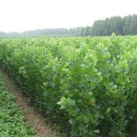 法桐樹_法桐樹價格_法桐樹種植技術(shù)