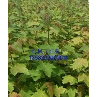 銷售；紅楓（紅典）