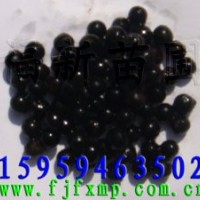 檫木苗 檫樹(shù)苗