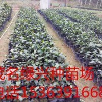 大量供應(yīng)紅桂木苗(胭脂苗、狗果樹苗、狗卵子樹苗、將軍樹苗)