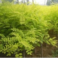 金枝槐價(jià)格_金枝槐小苗