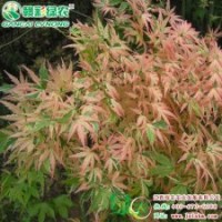 日本紅楓蝴蝶楓 紅楓小苗供應批發(fā)零售|江西綠農發(fā)展有限公司