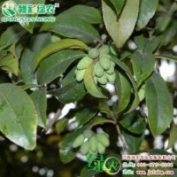 花果共賞的“喜得貴籽”桂 高檔盆花 園林綠化的珍品 桂花樹苗供