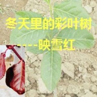 冬天里的彩葉樹--冬紅黃楊