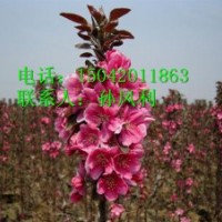 紅寶石海棠、二年生紅寶石海棠苗