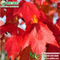 美國改良紅楓 十月光輝 紅楓小苗供應(yīng)批發(fā)零售|江西綠農(nóng)