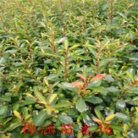 數(shù)量大的火棘苗就來錦涵苗木場吧基地供貨100畝苗