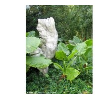 海芋，海芋種苗供應(yīng)，供應(yīng)滴水觀音