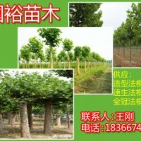 處理行道專用新式法桐13公分法桐扦插條技術(shù)要領(lǐng)