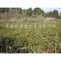 1米高濕地松，1米高木荷，1米高杜英，1米高楓香