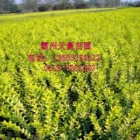 天豪苗圃供應40-60公分金葉女真 黃楊 小檗 衛(wèi)矛