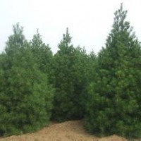 供應(yīng)白皮松山西白皮松價(jià)格1-6米白皮松容器白皮松