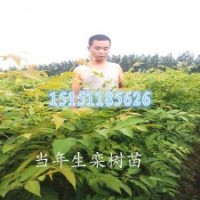 欒樹苗1米高移植最佳時間成活率會比較高