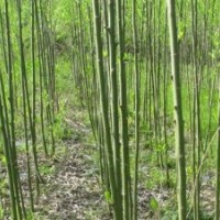 竹柳最新價(jià)格