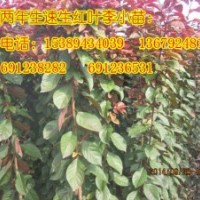 速生紅葉李、陜西紅葉李小苗、優(yōu)質(zhì)紅葉李樹苗