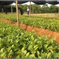 低價供應(yīng)一年生茶花小苗