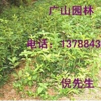 大量供應(yīng)桂花苗、美國紅楓、銀杏等