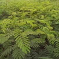 批發(fā)合歡小苗、一年生合歡小苗價(jià)格、合歡價(jià)格