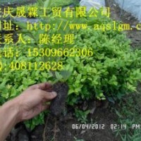 彩葉綠化品種——金森女貞