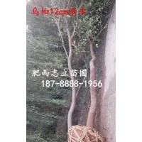 安徽 烏桕小苗500萬(wàn)棵供應(yīng)商