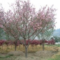 農(nóng)戶供應(yīng)紅楓櫻花海棠等