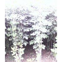 綠化苗木出售國(guó)槐，白蠟，五角楓，紅楓小苗。栗樹(shù)，核桃樹(shù)，桃樹(shù)