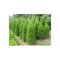 供應(yīng)署儈1-1.5米署儈2-2.5米署儈3-3.5米署儈價格