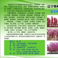 魔力海棠 魔力海棠苗 紅葉海棠 太陽李苗