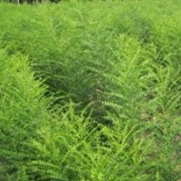 最新國(guó)槐種苗—1-3年根生嫁接雙季槐米 供應(yīng)雙季槐米種樹(shù)